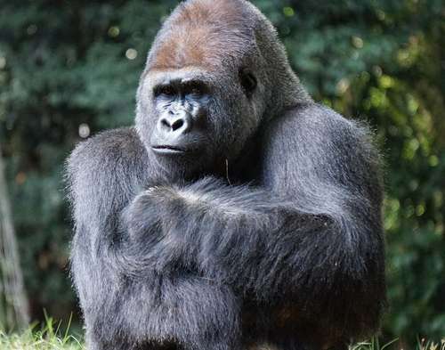 Un magnifique gorille