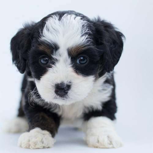 Chiot noir et blanc