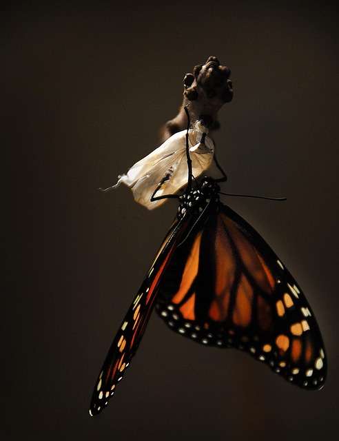 Le papillon